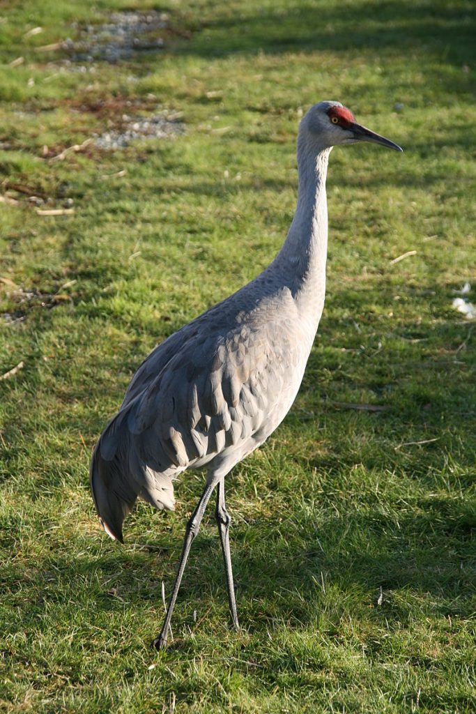 800px-Lesser_Sandhill