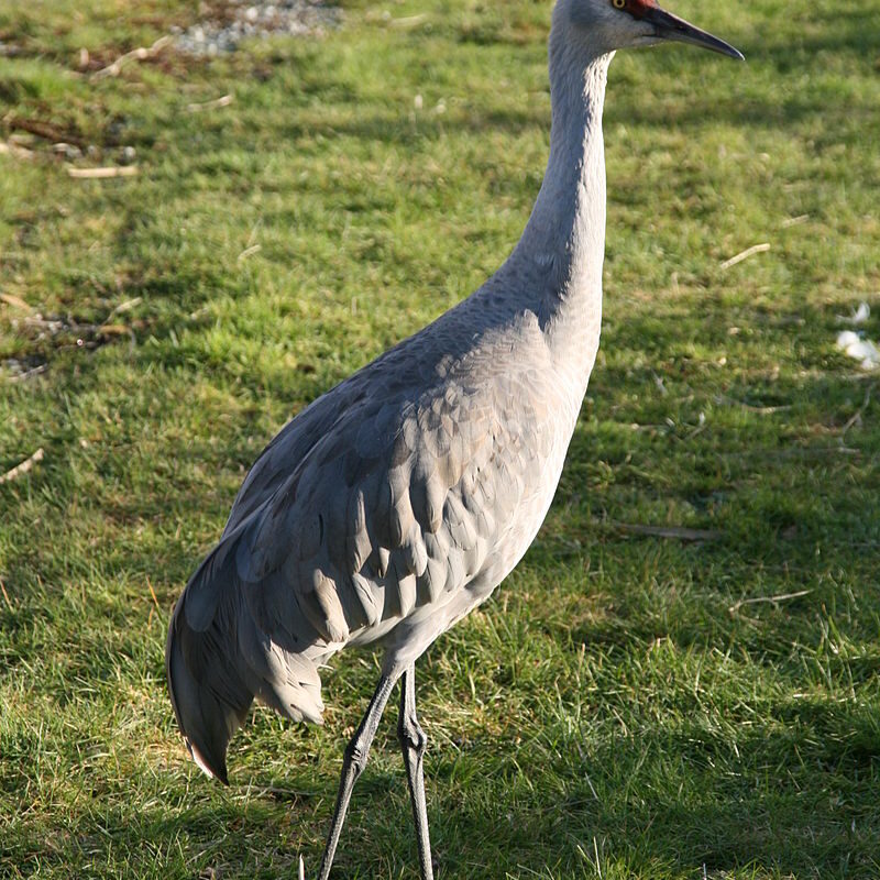 800px-Lesser_Sandhill